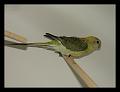 femelle opaline